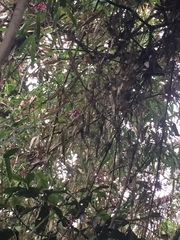 Thibaudia floribunda