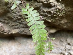 Adiantum caudatum