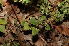Chenopodium trigonon stellulatum