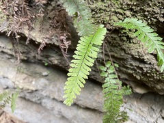 Adiantum caudatum