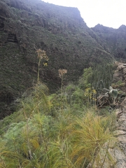 Sonchus leptocephalus