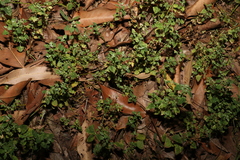 Chenopodium trigonon stellulatum