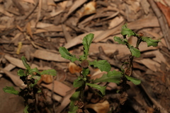 Sphaeromorphaea australis