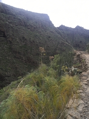 Sonchus leptocephalus