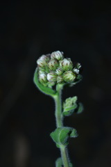 Eschenbachia japonica