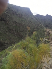 Sonchus leptocephalus