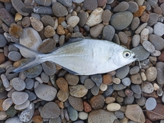 Trachinotus ovatus