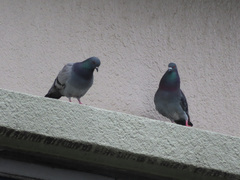 Columba livia domestica
