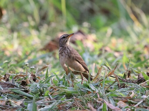 Plain-backed Pipit (Anthus leucophrys), photo 10