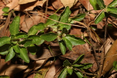 Alternanthera nana