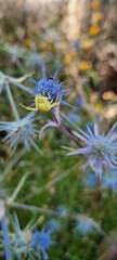 Thomisidae