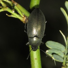 Lobometopon fusiforme