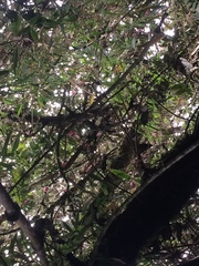 Thibaudia floribunda