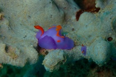 Sagaminopteron ornatum