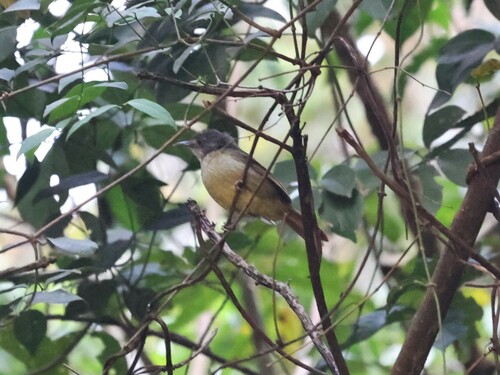 White-throated Greenbul (Phyllastrephus albigularis), photo 3