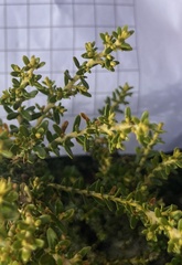 Ozothamnus leptophyllus