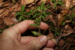 Alternanthera nana
