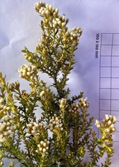 Ozothamnus leptophyllus