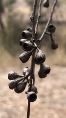 Eucalyptus melliodora