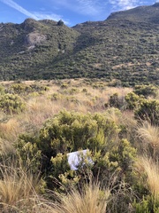 Ozothamnus leptophyllus