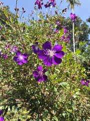 Pleroma semidecandrum