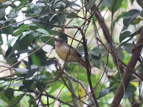 White-throated Greenbul (Phyllastrephus albigularis), photo 6