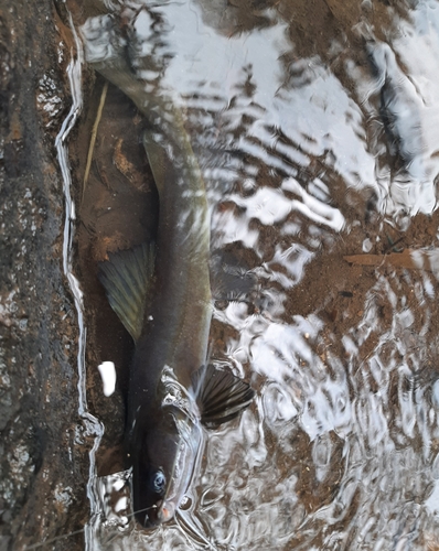 Flathead bagrid (Hemibagrus planiceps) — Bagridae