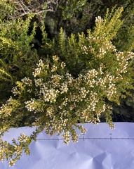 Ozothamnus leptophyllus