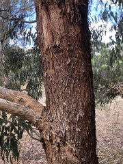 Eucalyptus melliodora