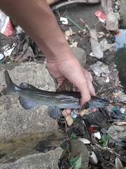 Hemibagrus planiceps