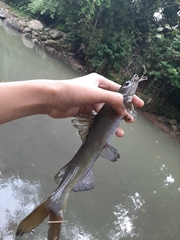 Hemibagrus planiceps