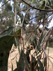 Eucalyptus melliodora