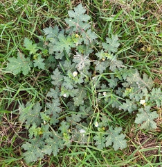 Solanum campechiense