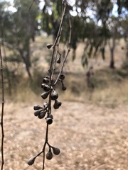 Eucalyptus melliodora