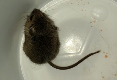 Muroidea
