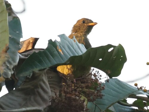 Little Greenbul (Eurillas virens), photo 6