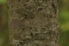 Arthonia radiata