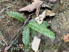 Adiantum malesianum