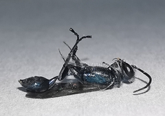 Chalybion bengalense