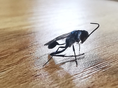 Chalybion bengalense