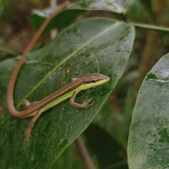 Takydromus sexlineatus
