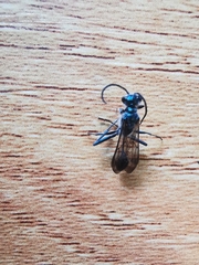 Chalybion bengalense