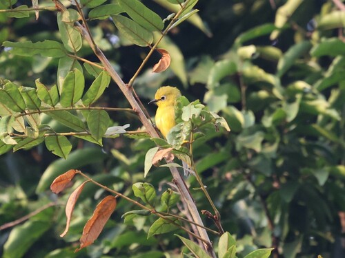 Northern Yellow White-eye (Zosterops senegalensis), photo 8