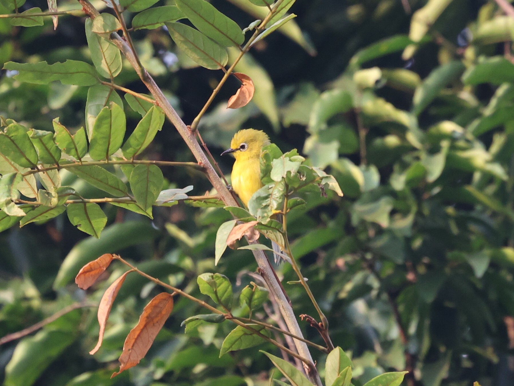 Northern Yellow White-eye illustration