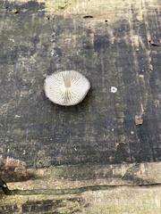 Mycena tintinnabulum