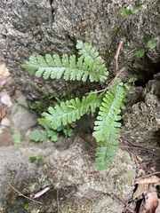 Adiantum malesianum