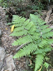 Microlepia speluncae