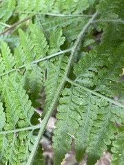 Microlepia speluncae