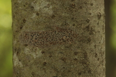 Arthonia radiata
