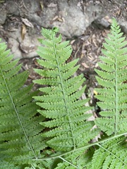 Microlepia speluncae